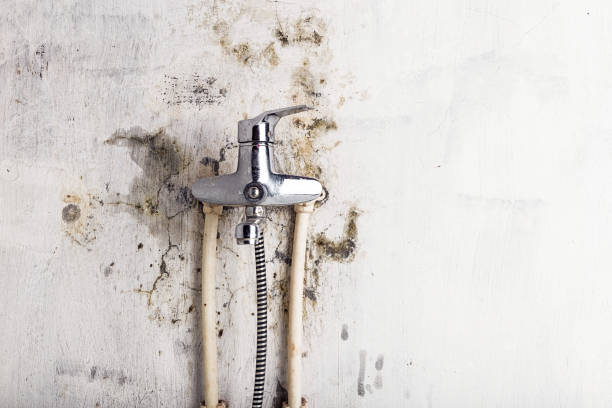 Reliable Corpus Christi, TX Mold Remediation Solutions