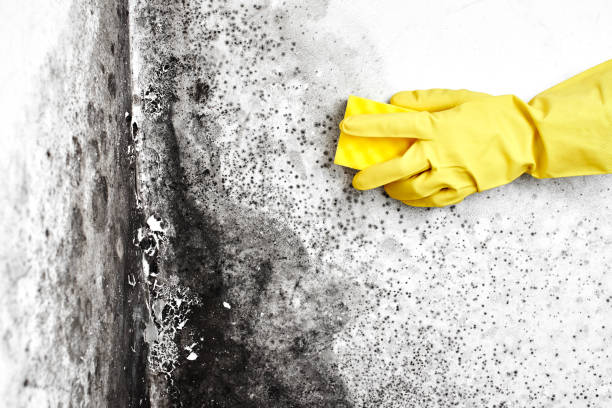 Best Bathroom Mold Remediation in Corpus Christi, TX