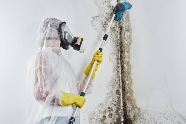 Best Mold Remediation for Specific Building Types in Corpus Christi, TX