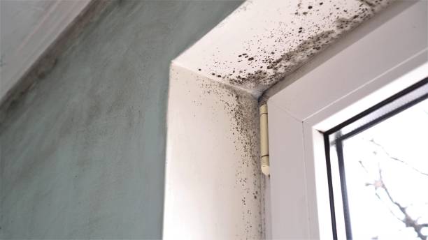 Best Industrial Mold Remediation in Corpus Christi, TX