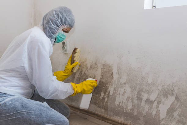 Best Commercial Mold Remediation in Corpus Christi, TX