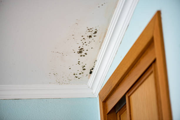 Best HVAC Mold Remediation in Corpus Christi, TX
