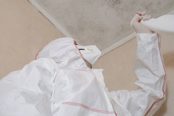 Best Kitchen Mold Remediation in Corpus Christi, TX