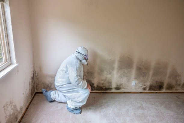 Best Residential Mold Remediation in Corpus Christi, TX