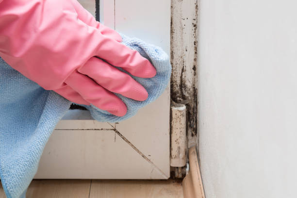 Best White Mold Remediation in Corpus Christi, TX